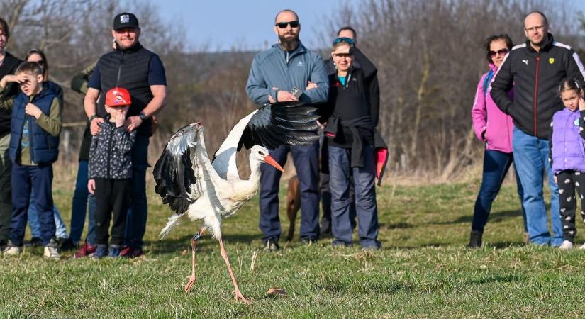 Szabadon engedték az áttelelt madarakat - fotók