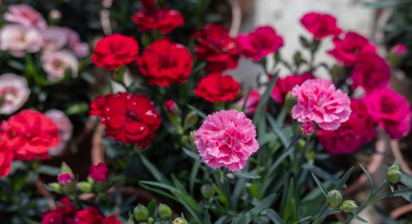 Felfalta az import a nőnap régi jelképét