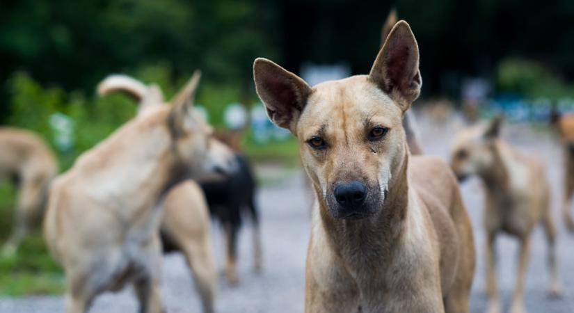 Gazdik figyelem! Több helyszínen is lesz kutyaoltás ezen a településen
