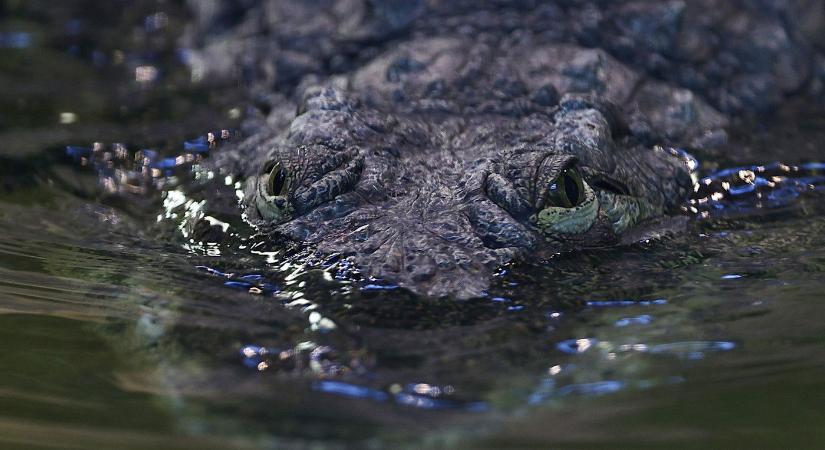 Krokodilt találtak a Dunában, egész Magyarország erről beszélt, félelem az egész vármegyében