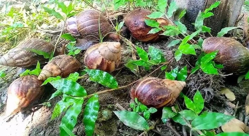 Így szabadulhatsz meg végre örökre a csigáktól: ez a legegyszerűbb trükk
