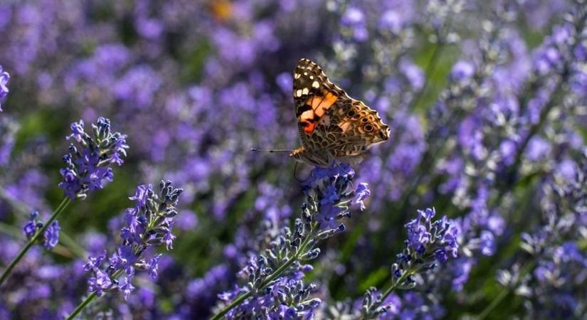 A nők többsége már nem csokorra vágyik nőnapon – egy friss kutatásból kiderül, hogy mire