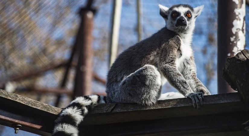 Új kisállatok és izgalmas programok várnak a Gyöngyösi Állatkert szezonnyitóján