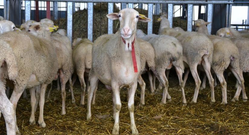 Van, ahol már csak mutatóba maradt birka