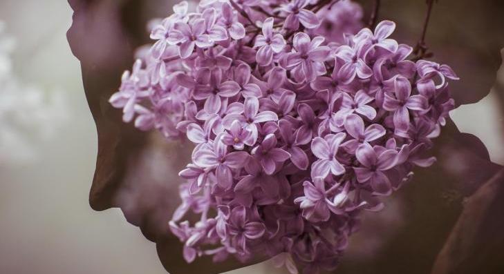 Nemzetközi nőnap – március 8. 