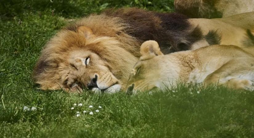 Megpróbálta megviccelni a szunyókáló nőstény oroszlánt; ami utána jött, az vérfagyasztó