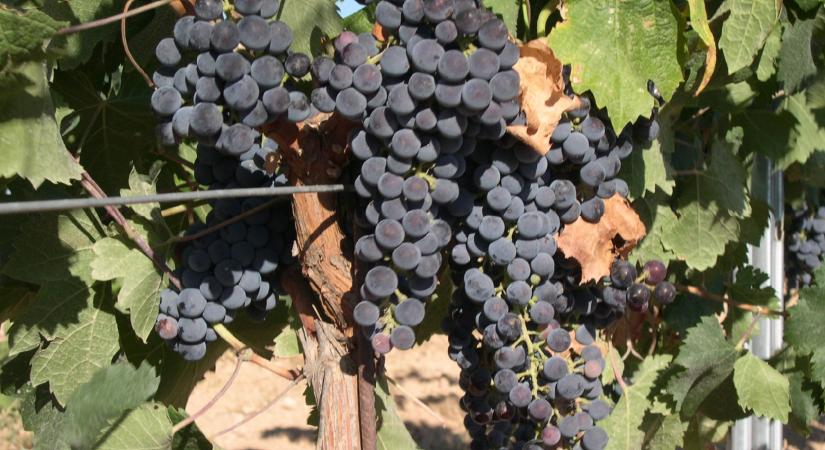 Merlot – Az érzékelés tudatossága