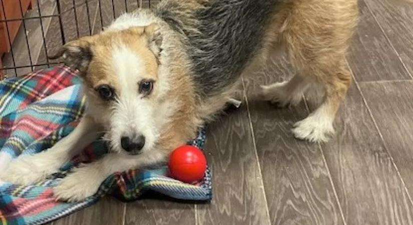 Örökbeadták a kutyát: amit 8 évvel később a menhely megtud, összetöri a szívüket