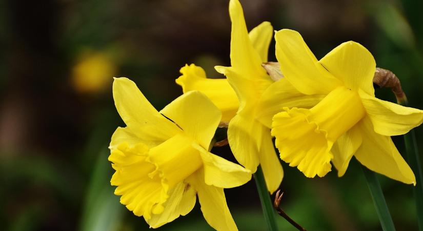 Időjárás: Hajnalban még harap a tél, de a traktorra már pólóban ülhetsz fel VIDEÓ