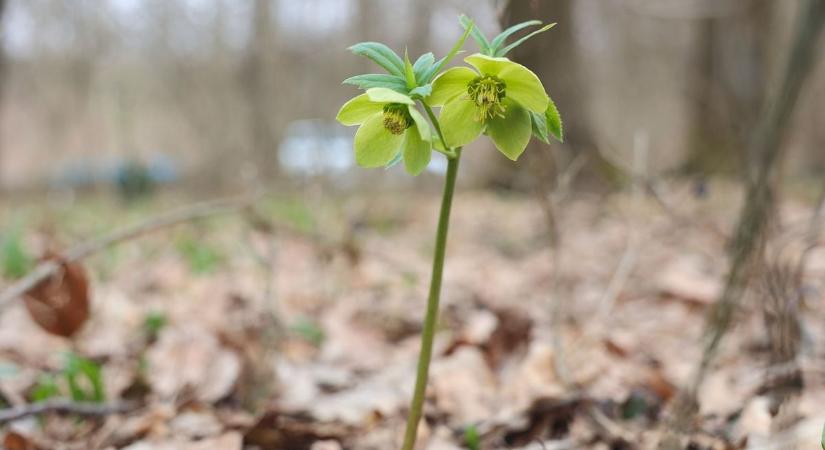 Ne tegye még el a télikabátot, de készítse a napszemüveget: ilyen idővel indul a hét Szolnokon