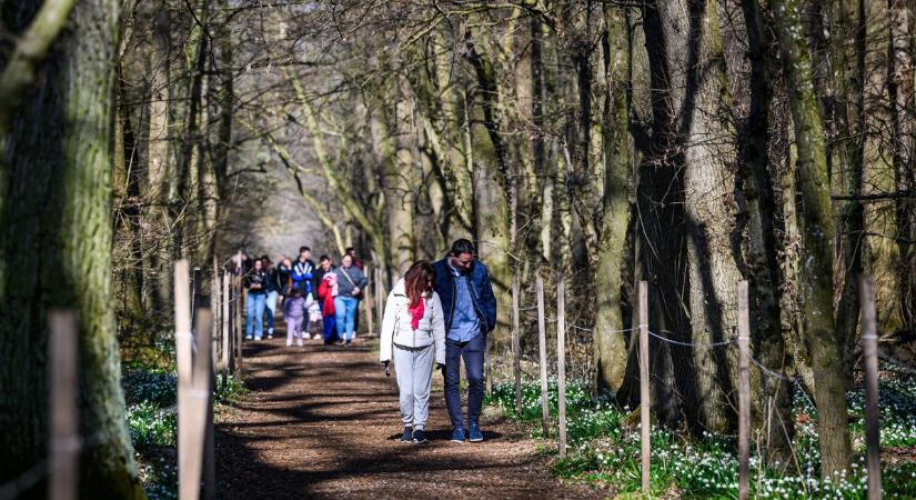 Tőzikevirágzás Csáfordjánosfán - Fehér virágtenger ameddig a szem ellát - fotók
