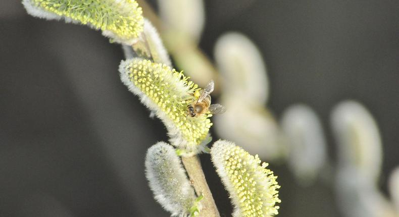 Rossz hír az allergiásoknak: ezért hosszabb és intenzívebb a pollenszezon