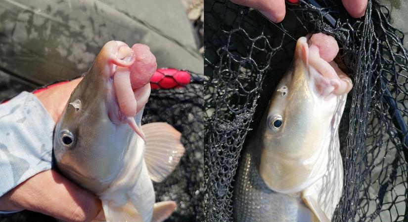 Ezzel érdemes vigyázni: rejtélyes daganat a dunai hal száján