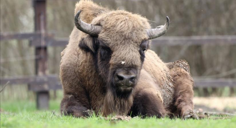 Bölények testközelből, különleges március 15-i program a Körösvölgyi Állatparkban