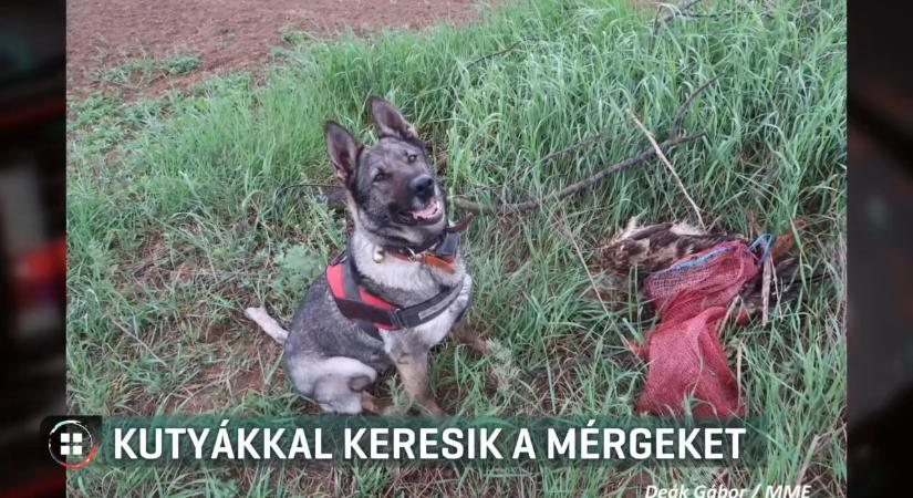 Mérgezett csalikat keresnek - kutyás járőrök védik a ragadozómadarakat a Rétközben