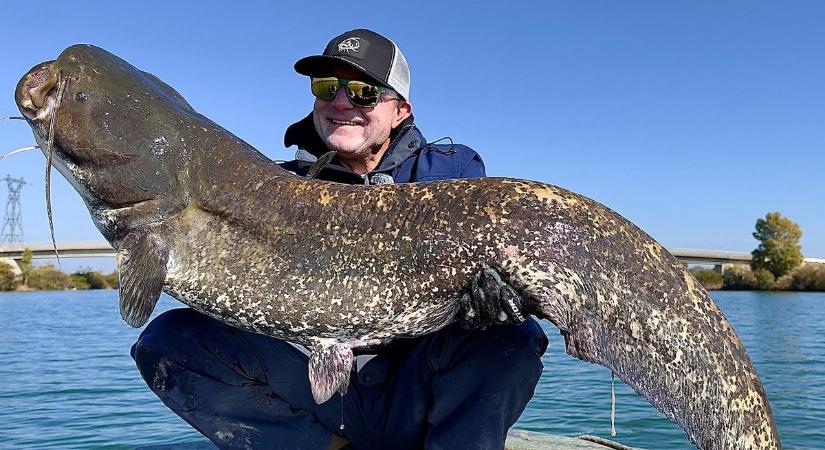 Megszólalt a Mohosz Döme Gábor harcsavédelmi javaslatáról – ez lehet a nagy halak sorsa