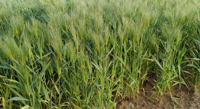 Színváltó búza a láthatáron: szabad szemmel látszik majd, ha baj van