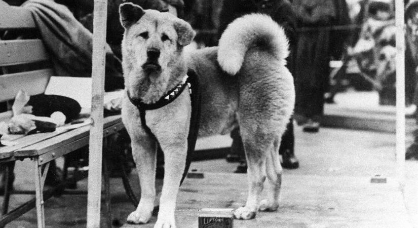 9 évig várta halott gazdáját – Hachiko és a világ leghűségesebb kutyáinak megható történetei