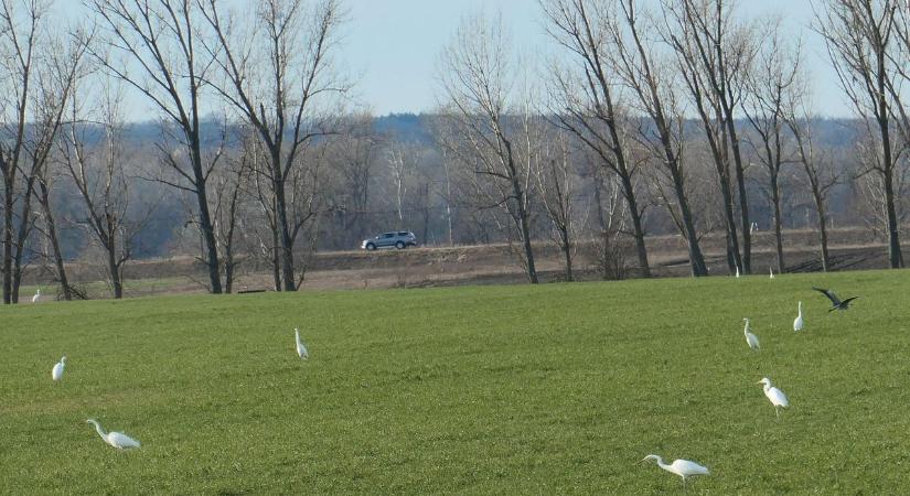 Tavaszias hangulat, csapadék nélkül – ilyen lesz a holnapi időjárás