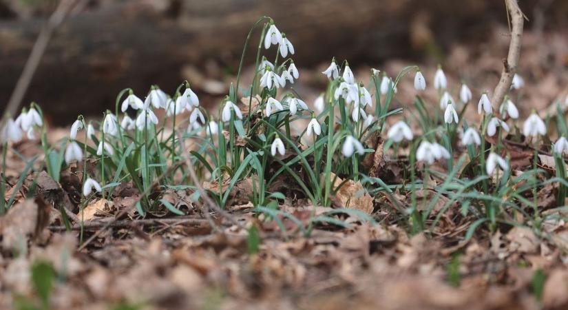 Fordulatot hoz a nőnap? Így alakul az időjárás Pécs és környékén