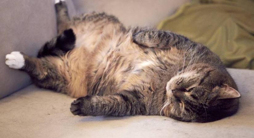 Megtalálod a csizmás kandúrt a macskák között?