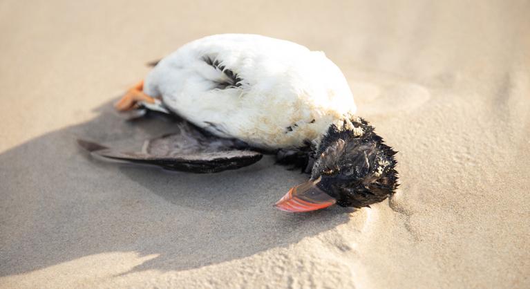 Pusztulást hozott az idei tél, több tízezer tengeri madár tetemét mosta partra a víz