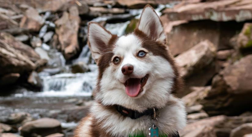 10 kutyafajta, amelyik örökre kölyök marad: a Pomskyról hallottál már?