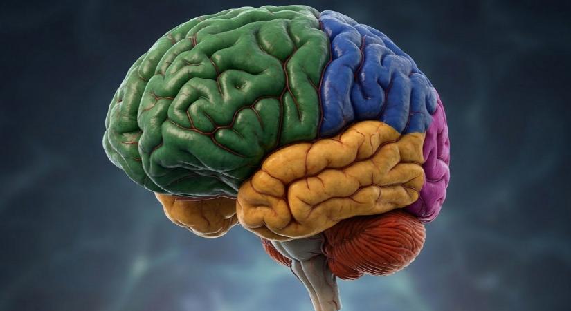 A második terhesség is egyedi nyomot hagy az anyai agyban