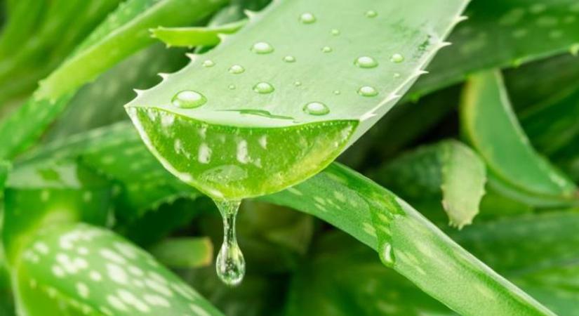 Aloe vera új szerepben: ígéretes vegyület az Alzheimer-kór ellen