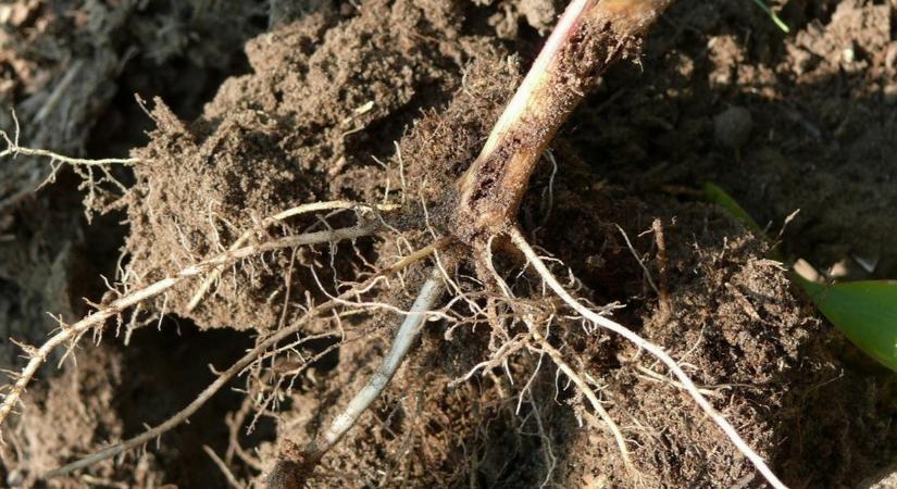 Gyökérnövekedéssel az aszály ellen