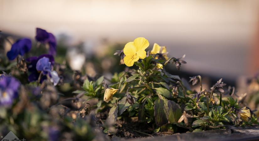 Napos-fátyolfelhős, kissé szeles hétfő