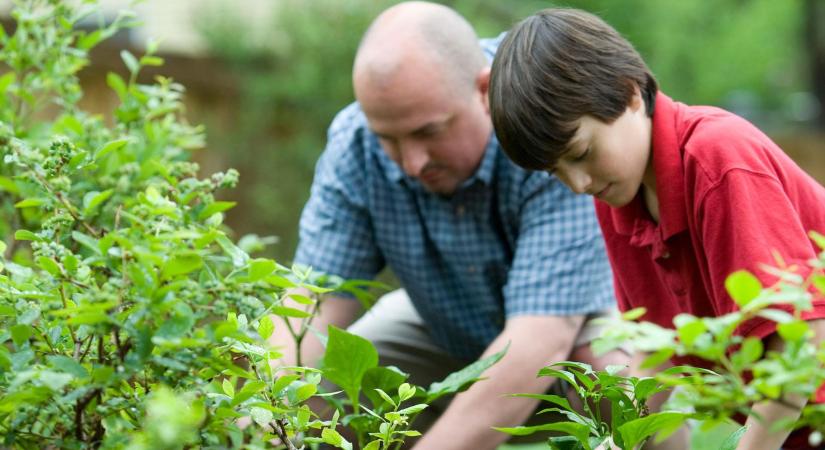 Egyszerre méreg és varázsszer ez a magyar kertekben is megtalálható sárga virág