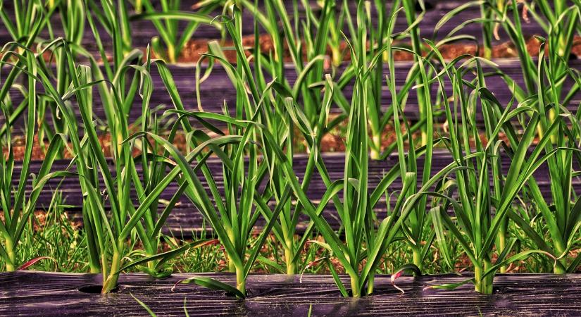 19 fokos tavasz jön, de nem lesz teljes a nyugalom a hét elején