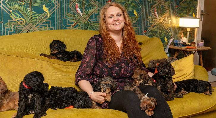 Csak jöttek és jöttek, 17 kölyökkutyával ajándékozta meg gazdáját egy ír doodle
