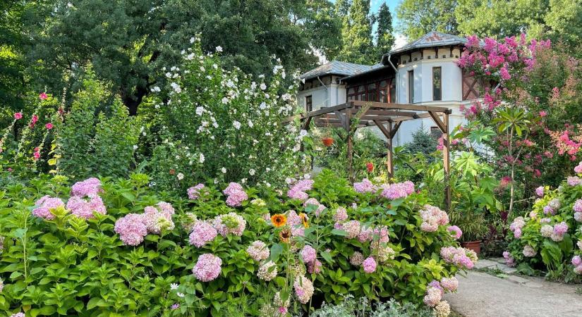 5 növény, amit most érdemes metszeni, ha nem akarsz gyengébb termést a nyáron