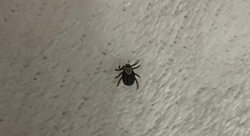 Erdőjárók figyelem! Nem volt elég hideg a tél, fotókon az ébredező Zselic