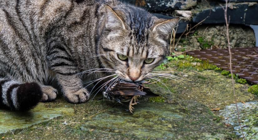Zsákmányok a lábtörlődön: vajon le lehet szoktatni egy macskát a vadászatról?