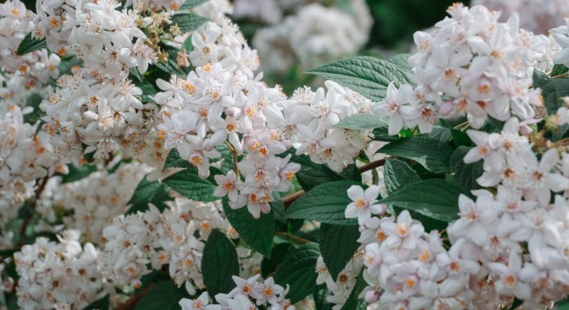 Ezért a retró növényért van most mindenki odáig: mesésen mutat a kertben