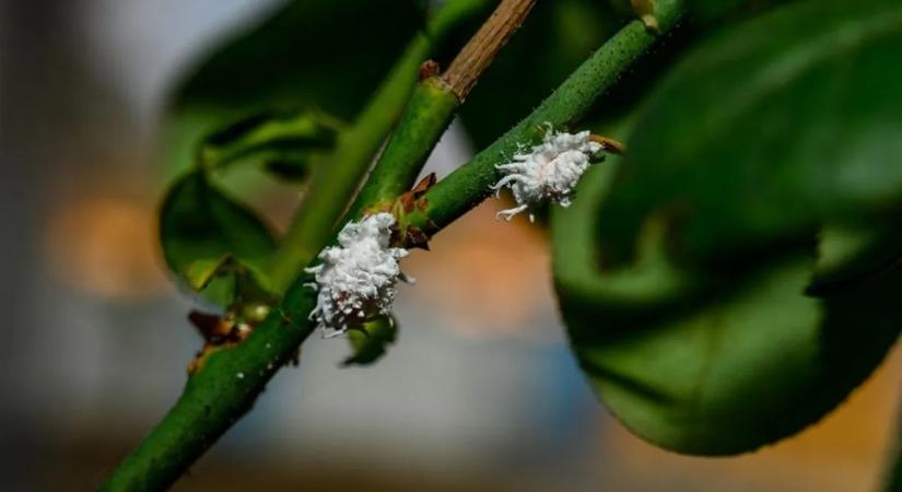 Apró fehér pelyhek a növényen? Ez a természetes trükk segíthet