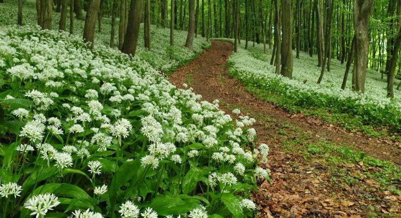Orfűtől a Bakonyig: Itt vannak az ország legjobb medvehagyma-lelőhelyei 2026-ban