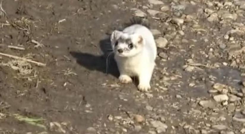 Hófehér villanás a somogyi réten – Szenzációs videó terjed a neten a rejtőzködő vadászról!