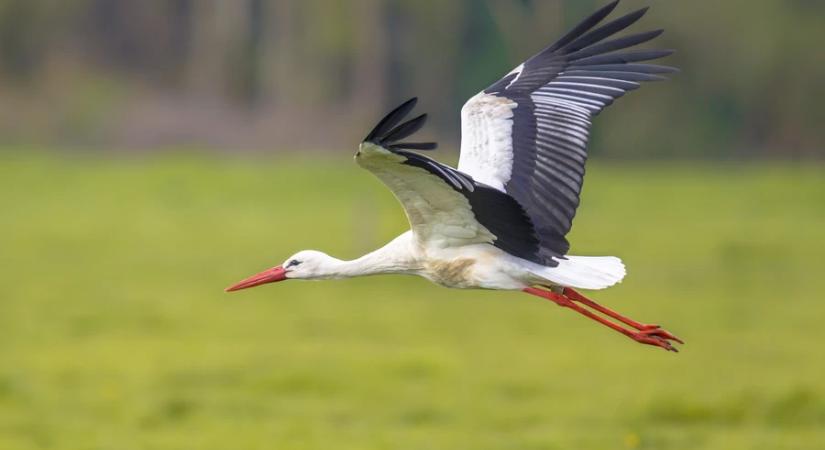 Rekordutat tett meg egy magyar gyűrűs gólya