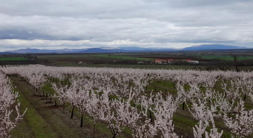 A Gombosi Pálinkafőző ültetvényének tavaszi munkálatai – remények és kihívások egy 263 hektáros gyümölcsösben