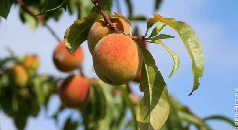 Mikor szabad metszeni tavasszal a barackot?