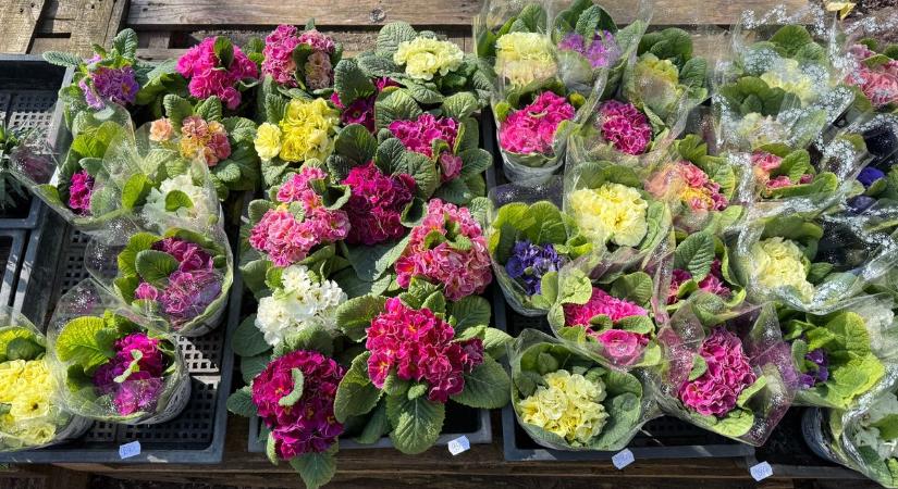 Akiknek semmilyen virág nem drága: hála a rengeteg láthatatlan munkáért!