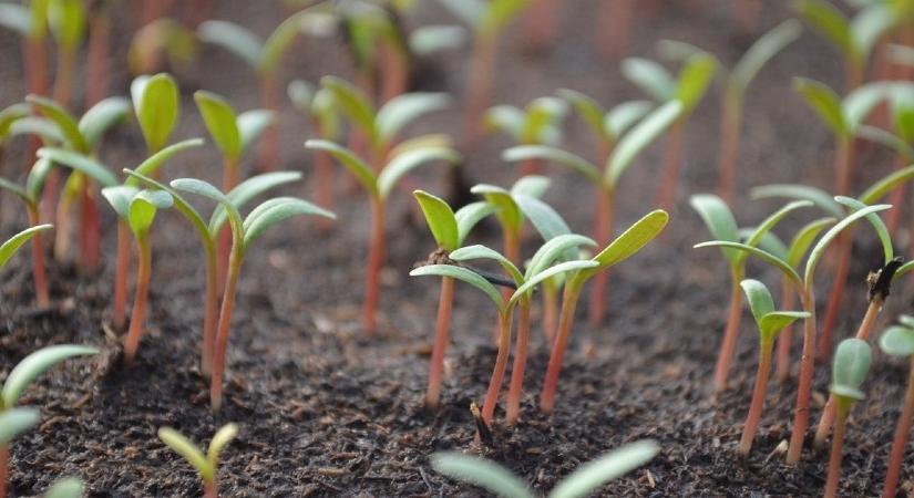 Ezek a leggyakoribb paradicsompalánta betegségek - itt a lista