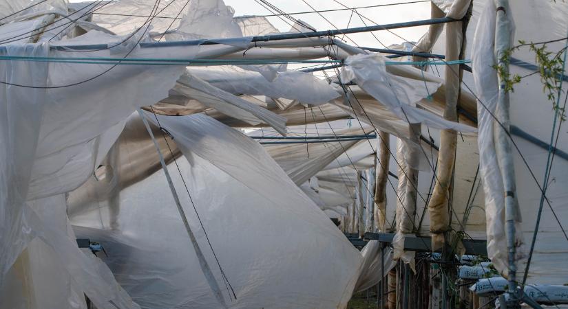 Ha nincs kőolaj, nincs fólia: gondban a paradicsomtermelés