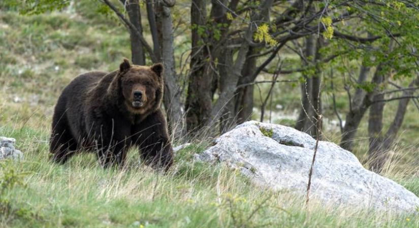 Újabb medve bukkant fel Magyarországon – ebben a térségben látták
