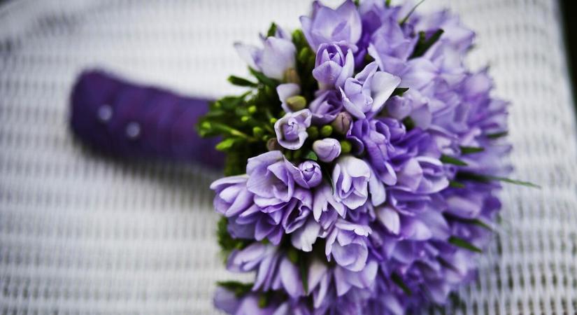 Hogyan segíthet a macskák nyugalmának megőrzésében a CBD olaj?