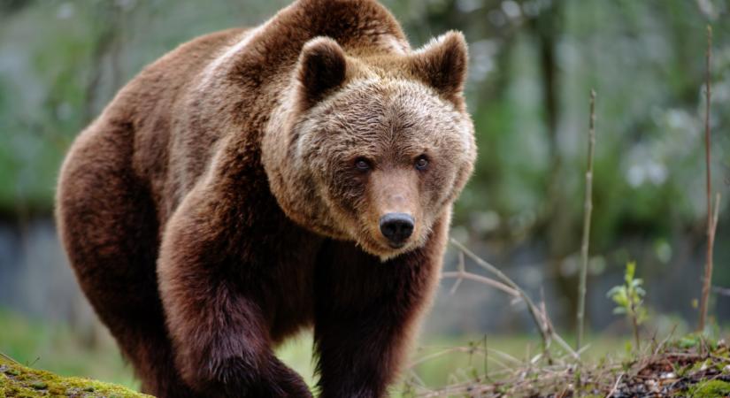 Medve mászkál Magyarországon: ebben a térségben látták legutóbb